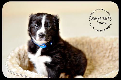 Olivia-puppy