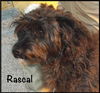 Rascal