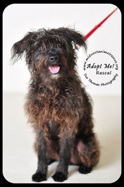 Rascal