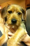 Lenny- Puppy