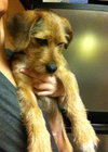 Lenny- Puppy