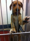 Lenny- Puppy