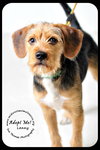 Lenny- Puppy