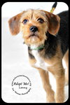 Lenny- Puppy