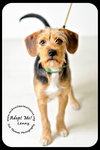 Lenny- Puppy