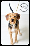 Lenny- Puppy