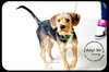 Lenny- Puppy
