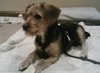 Lenny- Puppy