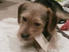 Lenny- Puppy