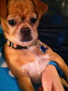 Penny