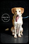 Dewey