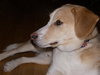 Dewey