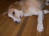 Dewey