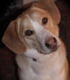 Dewey