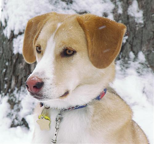Dewey