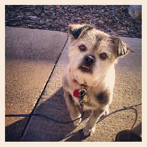 Dolly