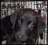 Bullwinkle Puppy