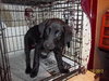 Bullwinkle Puppy