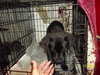 Bullwinkle Puppy