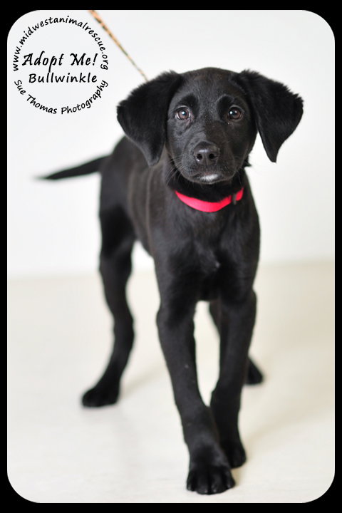 Bullwinkle Puppy