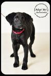 Bullwinkle Puppy