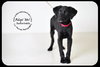 Bullwinkle Puppy
