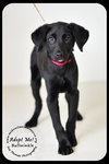 Bullwinkle Puppy