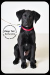 Bullwinkle Puppy