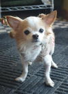 Peanut-Senior