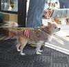 Peanut-Senior
