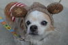 Peanut-Senior