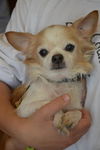 Peanut-Senior