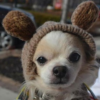 Peanut-Senior