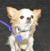 Peanut-Senior