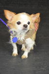 Peanut-Senior