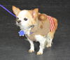Peanut-Senior