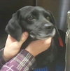 Blackie