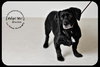 Blackie