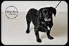 Blackie