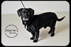 Blackie