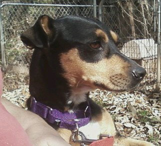 Trixie