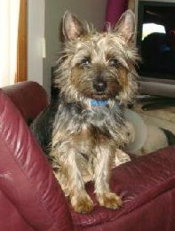Clyde
