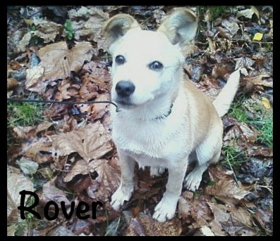 Rover