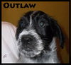 Outlaw Puppy