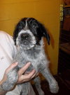 Outlaw Puppy