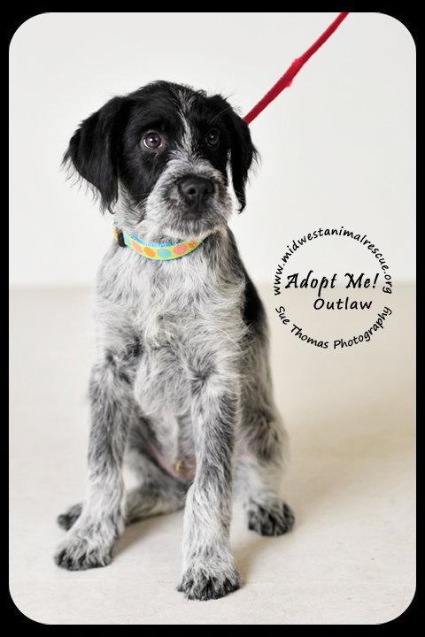 Outlaw Puppy