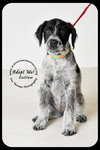 Outlaw Puppy