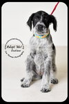 Outlaw Puppy