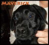 Maverick Puppy