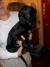Maverick Puppy